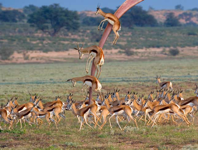 Image for article titled National Geographic Finally Captures Rare Shot Of Antelopeater Feeding