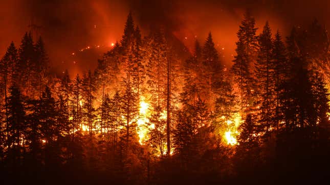 Image for article titled How to Help Those Impacted by the Wildfires on the West Coast