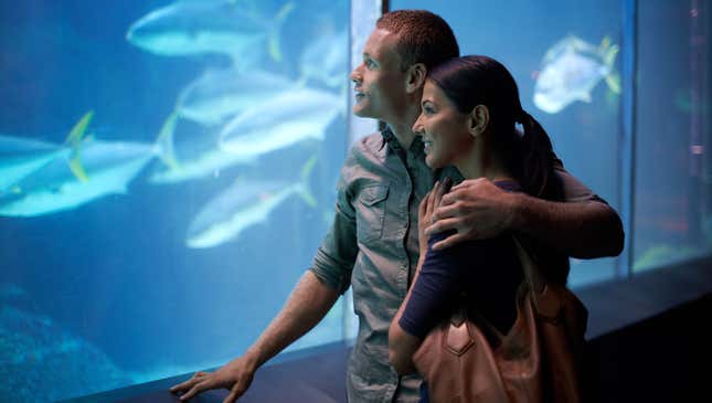 Image for article titled Couple On Verge Of Breaking Up Has Mind-Blowing Aquarium Visit