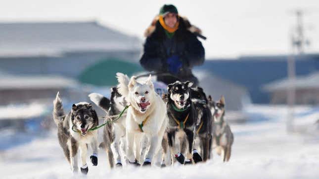 Image for article titled Iditarod Musher Limiting Self To Eating Just One Husky Per Day