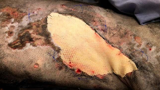 Stella’s burn wounds were healed with the help of an experimental skin graft made from descaled cod fish, seen above, according to Michigan State University vets. 