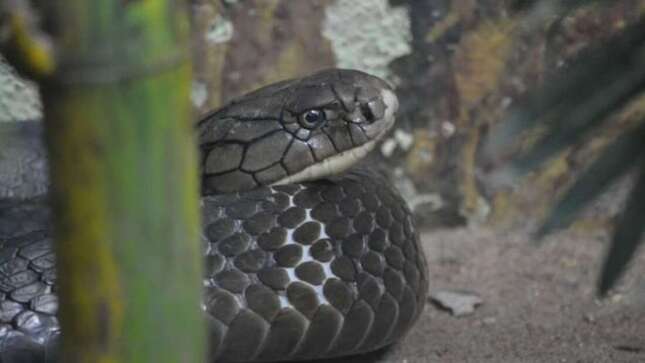 El ingenioso truco de algunas serpientes para no morir con su propio veneno
