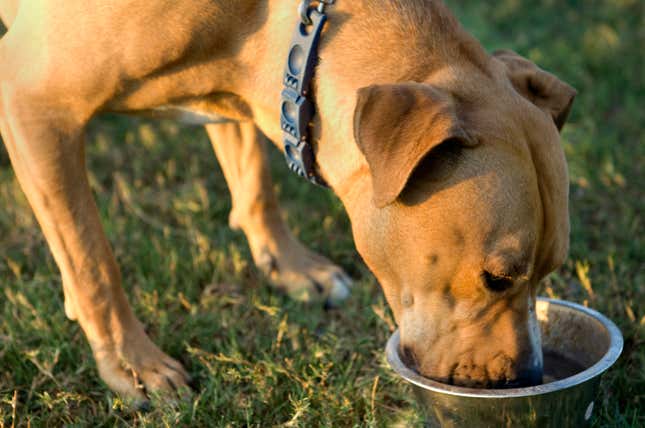 Imagen para el artículo titulado Estados Unidos vincula estas 16 marcas populares de comida para perros a la enfermedad cardíaca canina
