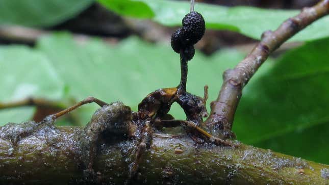 Ophiocordyceps unilateralis erupting from a forest ant.