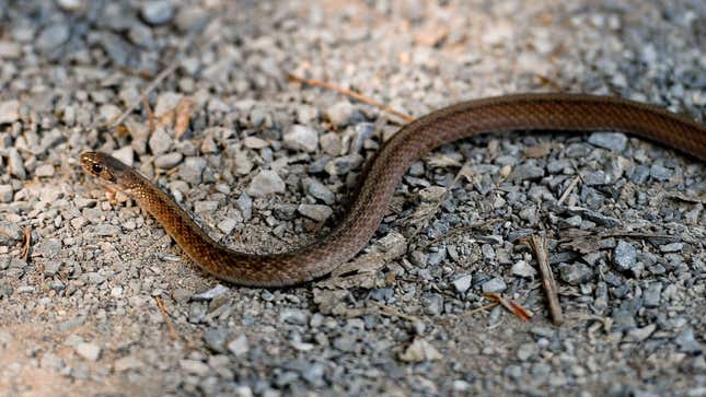 Small snake moving across gravel path