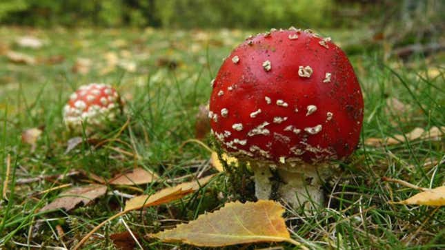 Image for article titled Deaths Of 550,000 Confirm Which Mushrooms Are Okay To Eat