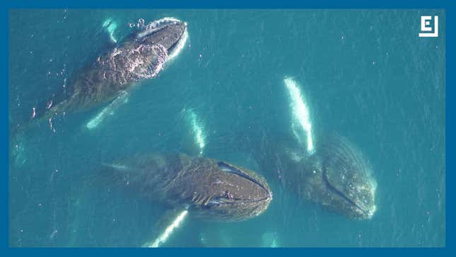 Scientists Are Sticking Cameras on Whales to Explore the Changing Antarctic