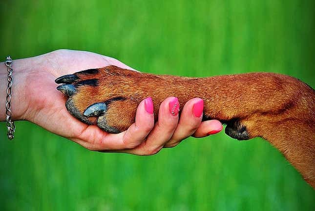 Imagen para el artículo titulado La verdadera razón por la que tu perro te da la pata