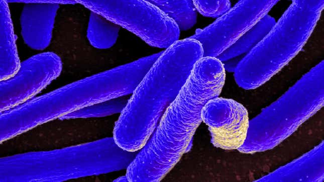 E. coli