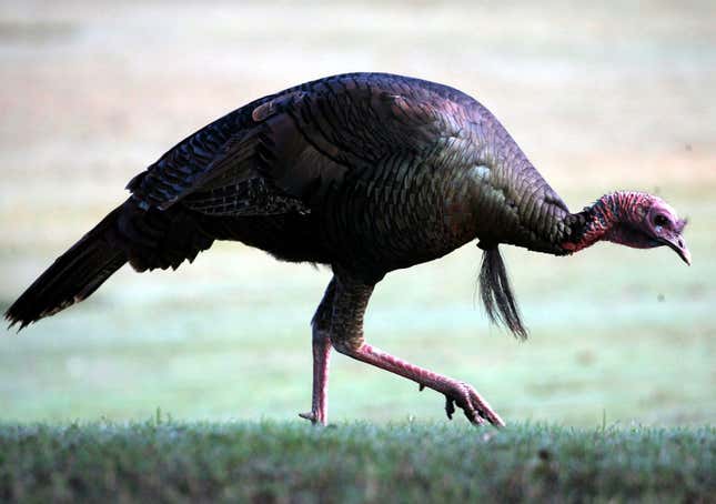 Wild Turkeys Are Terrorizing a Town in New Jersey