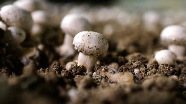white button mushrooms growing at farm in France