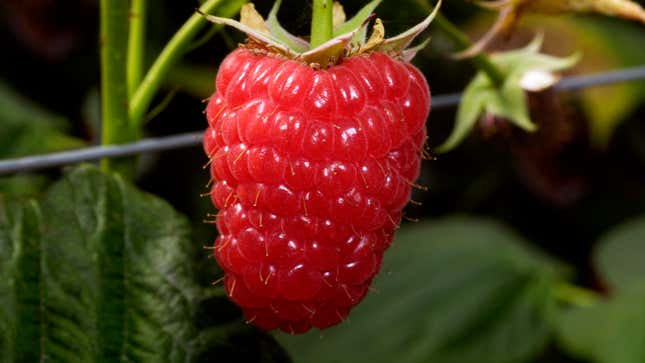 Image for article titled Raspberry Self-Conscious About Amount Of Body Hair