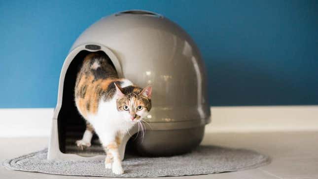 Petmate Booda Dome Clean Step Cat Litter Box | $15 | Amazon