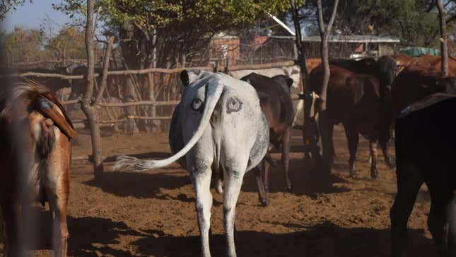 A painted “eye-cow” in the Okavango delta region in Botswana 
