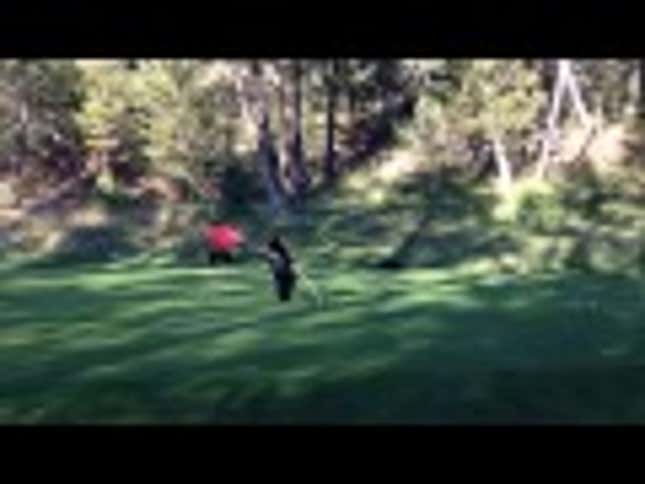 Lil Baby Bear Has Itself A Good-Ass Time On A Golf Course
