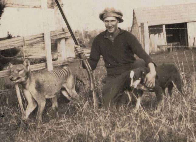 Wilfred Batty posando con el último tilacino que se sabe que recibió un disparo en la naturaleza, 1930.
