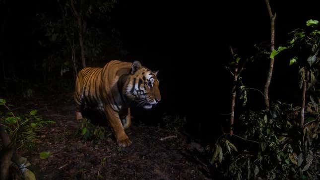 A tiger shown from a camera trap in Bardia National Park, Nepal.
