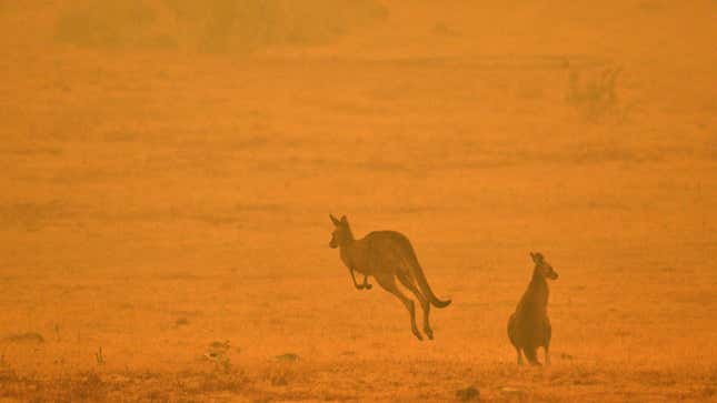 Imagen para el artículo titulado 1.250 millones de animales han muerto en los incendios de Australia