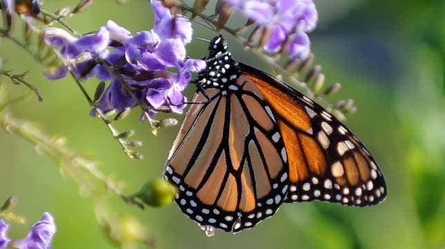 A monarch butterfly in Los Angeles. The species is on the decline across California.