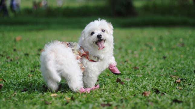 You Should Buy Your Dog a Set of Summer Booties 2 Cute dog lifting paws on grass wearing booties