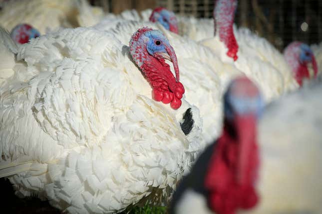 closeup of turkeys