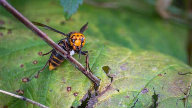 A picture of an actual Asian giant hornet, aka murder hornet, aka Vespa mandarinia, taken by the entomologists in Washington who discovered the bugs’ first known nest in the country.