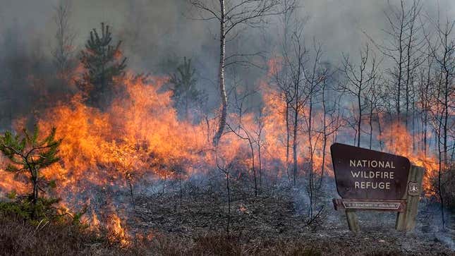 Image for article titled Department Of Interior Sets Aside 50,000 Acres As National Wildfire Refuge