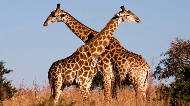 A pair of giraffes in South Africa (not the two who were recently killed by lightning). 