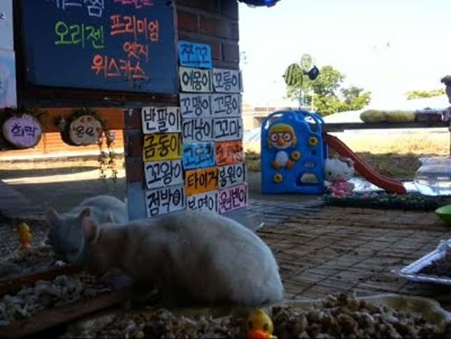 Korean Livestreams of Stray Cats Eating Are Basically Neko Atsume in Real Life