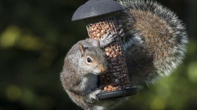 Image for article titled Keep Squirrels Out of Your Bird Feeder With Cayenne