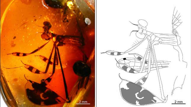 The male damselfly featured pod-like forearms and hindlegs which it used to attract mates 