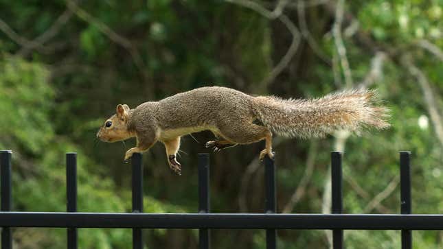 Image for article titled Study Finds Average Squirrel Lives Through Human Equivalent Of 7 Action Films Every Day