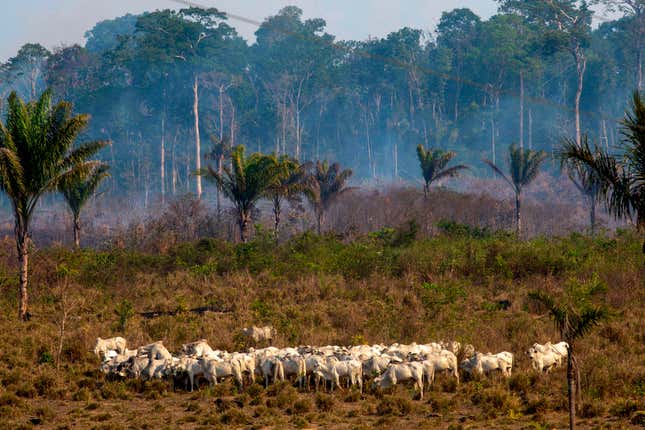 Deforestation and fires in the Amazon are a huge threat to local species.