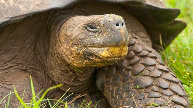 Image for article titled Vain Galápagos Tortoise Trying To Pass For 90
