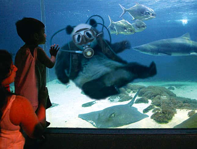 Image for article titled Chicago&#39;s Shedd Aquarium Admits Panda Exhibit A Ghastly Mistake