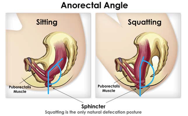 Image for article titled You've Been Pooping All Wrong