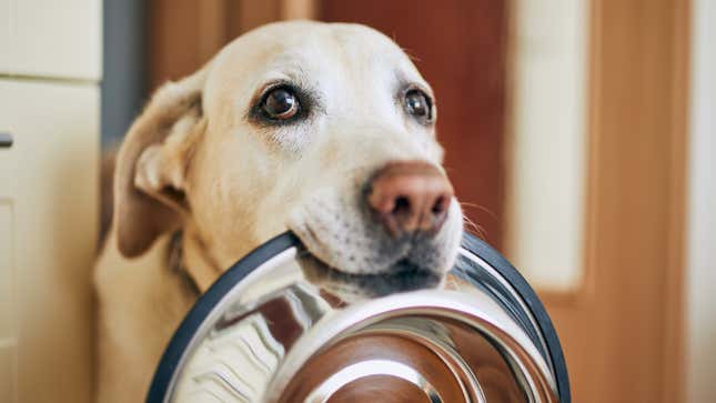 Company recalls 51,000 packages of dog food sold at PetSmart nationwide