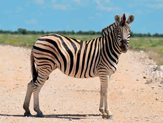 Image for article titled Teen Zebra Doesn&#39;t Give A Shit How Much You Honk, He&#39;s Not Getting Out Of Road