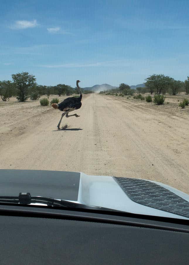 An ostrich can do better than 40 mph if it really wants to!