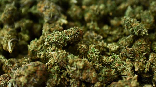 Image for article titled Cannabis Is Getting More Popular, Especially Among People With Depression