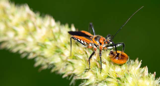 Imagen para el artículo titulado “Advertencia a la humanidad”: el estudio que alerta sobre la catastrófica extinción de insectos