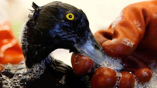 Image for article titled Study: Majority Of New Marine Life Species Now Discovered While Cleaning Oil Spills