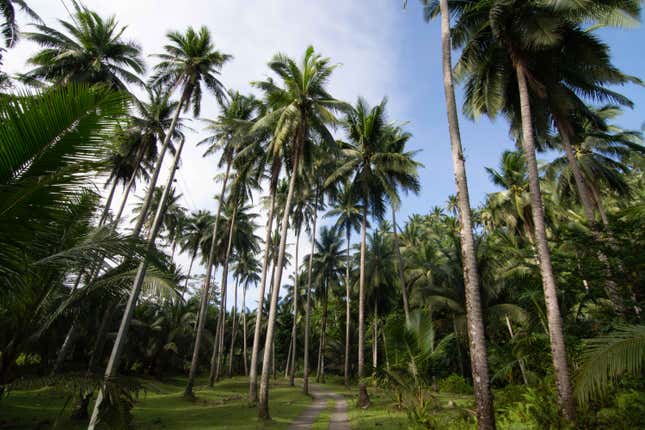 Mature coconut trees at a smallholder plantation in General Nakar, Quezon, Philippines