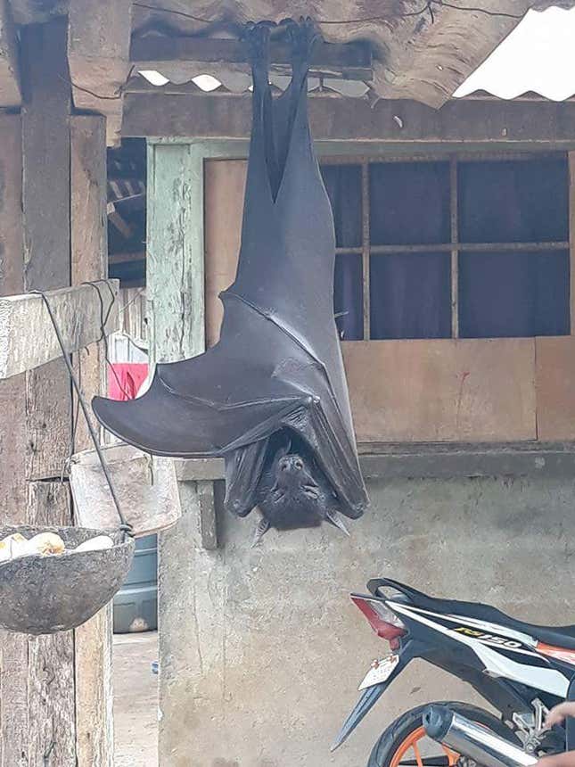 Imagen para el artículo titulado El descomunal murciélago descansando cual Nosferatu en el porche de una casa es real, aunque tiene truco