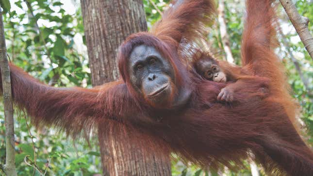 Wild Baby Animal Photos Offer Rare, Intimate Glimpse of Nature