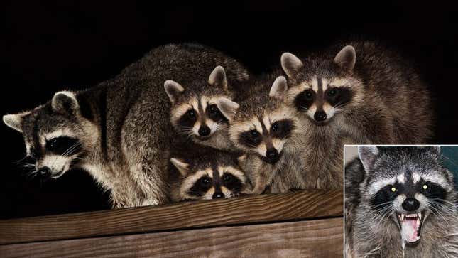 Image for article titled Raccoon Family Tired Of Taking Care Of Rabid Father