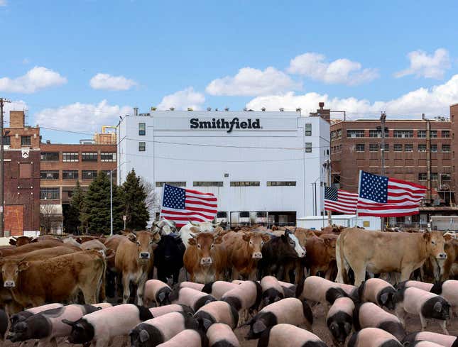 Image for article titled Thousands Of Pigs, Cattle Across Nation Stage Walkout Strike Following Trump’s Demands To Keep Meat Plants Open