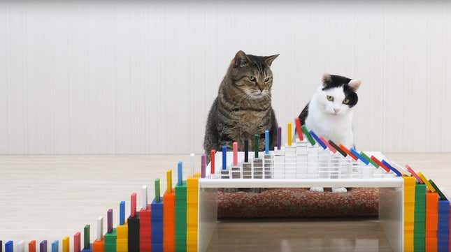 Image for article titled Just 3 full minutes of cats and dominoes
