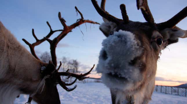 Reindeer staring into camera with snowy nose