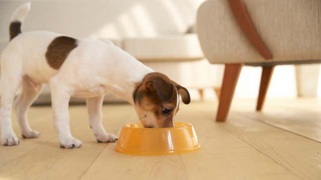 Beagle mix eating dog food from orange bowl on floor